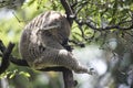 Cute sleeping koala on a branch of a tree Royalty Free Stock Photo