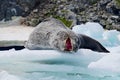 Cute sleeping leopard seal on an ice platform in Antarctica Royalty Free Stock Photo