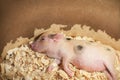 Cute and sleeping little pig in Royalty Free Stock Photo