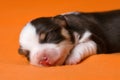 A cute sleeping one week old chocolate havanese puppy dog Royalty Free Stock Photo