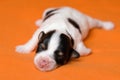 A cute sleeping one week old tricolor havanese puppy dog Royalty Free Stock Photo