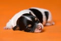 A cute sleeping one week old tricolor havanese puppy dog Royalty Free Stock Photo