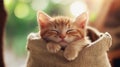 Cute sleeping orange tabby kitten nestled in burlap sack with soft sunlight background Royalty Free Stock Photo