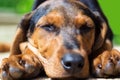 Cute sleeping puppy outdoors, hunting dog Royalty Free Stock Photo