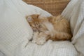 cute sleeping red cat Royalty Free Stock Photo