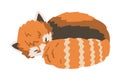 Cute Sleeping Red Panda, Adorable Wild Animal Cartoon Vector Illustration Royalty Free Stock Photo