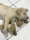 Sleeping Resting Puppy with Stuffed Toys