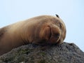 Cute sleeping Sea lion & x28;Otariinae& x29; laying its head on a rock and closed eyes Royalty Free Stock Photo