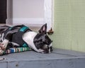 Cute, sleeping, snoring, young female boston terrier, face scrunched flat on napping front doorstep on multi-colored front door ma