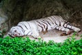 Cute sleeping white tiger near green tree. Royalty Free Stock Photo
