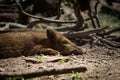 Cute sleeping wild boar on the ground Royalty Free Stock Photo