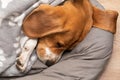 Sleepy beagle dog having a nap indoors Royalty Free Stock Photo