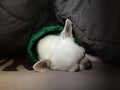 Cute sleepy chihuahua dog is sleeping or napping on bed in bedroom