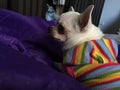 Cute sleepy chihuahua dog is sleeping or napping on bed in bedroom