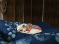 Cute sleepy chihuahua dog is sleeping or napping on bed in bedroom