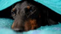 Cute Sleepy Dachshund Resting Under the Blanket