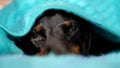 Cute Sleepy Dachshund Resting Under the Blanket