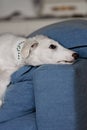 A cute and sleepy dog puppy. Borzoi russian greyhound puppy Royalty Free Stock Photo