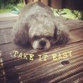 Cute sleepy dog and yellow text. Take it easy.
