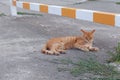 Cute sleepy ginger cat lying on the ground during the daytime Royalty Free Stock Photo