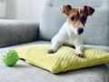 Dog jack russell terrier lies on a pillow at home. Royalty Free Stock Photo