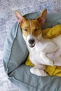 Cute sleepy Jack Russel terrier puppy with big ears resting on a dog bed with yellow blanket. Small adorable doggy with funny fur Royalty Free Stock Photo