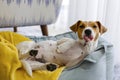 Cute sleepy Jack Russel terrier puppy with big ears resting on a dog bed with yellow blanket. Small adorable doggy with funny fur Royalty Free Stock Photo