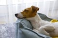 Cute sleepy Jack Russel terrier puppy with big ears resting on a dog bed with yellow blanket. Small adorable doggy with funny fur Royalty Free Stock Photo