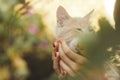 Cute sleepy kitten in the arms of a girl, a ginger cat takes caress from female hands, a woman and a cat walking in the summer Royalty Free Stock Photo