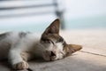 Cute sleepy kitten. Royalty Free Stock Photo