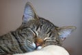 cute sleepy kitten Royalty Free Stock Photo