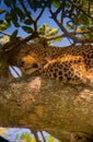 Cute sleepy leopard napping on a thick tree branch in Serengeti, Tanzania