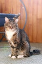 Cute sleepy short haired brown tabby cat with green eyes is sitting on a floor in balcony Royalty Free Stock Photo