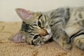 Cute sleepy tabby kitten looks up. Portrait of a Kurilian Bobtail kitten