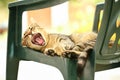 Cute and sleepy tiger cat lying on a green plastic chair outside in the garden, enjoying the nice weather and yawing Royalty Free Stock Photo