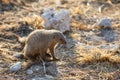 Isolated Mongoose on the African plain