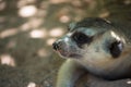 Cute Slender-Tailed Meerkats on Sand in the zoo