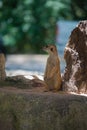 Cute Slender-Tailed Meerkats standing upright in the zoo