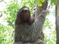 Cute Sloth Climbing a Tree in Manuel Antionio Royalty Free Stock Photo