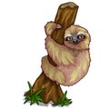 Cute sloth clinging to the trunk of tree. Vector