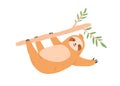 Cute sloth hanging on tree branch. Funny lazy baby animal gesturing and waving with paw, saying hello. Happy sweet slow