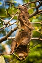 Cute Sloth lazy licking leaves on the tree in Costarica Royalty Free Stock Photo