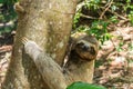 Cute sloth on a tree looking at the camera - Itamaraca island, Brazil Royalty Free Stock Photo
