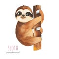 Cute sloth on the tree
