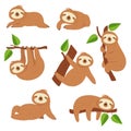 Cute sloths. Cartoon sloth hanging on tree branch. Baby jungle animal vector isolated characters Royalty Free Stock Photo