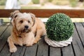 Cute small adorable dog lying on wooden porch outdoors near flower pot Royalty Free Stock Photo