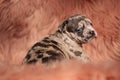 Cute small american bully sitting on fur background