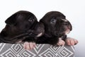 Cute small American Staffordshire Terrier dogs or AmStaff puppies on white background Royalty Free Stock Photo