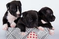 Cute small American Staffordshire Terrier dogs or AmStaff puppies on white background Royalty Free Stock Photo