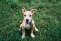 Cute small American Staffordshire Terrier puppy sitting outdoors Royalty Free Stock Photo